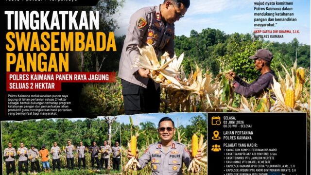 Tingkatkan Swasembada Pangan, Polres Kaimana Panen Raya Jagung seluas 2 Hektar.